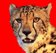 cheetah.gif